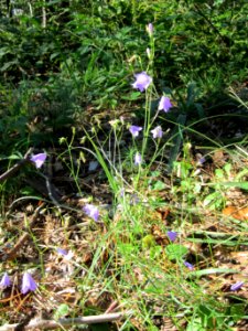 20120902Glockenblume_Walldorf1