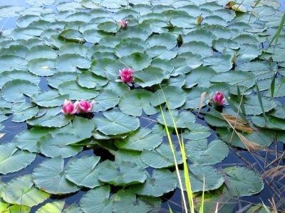 20120907Baggersee_Silz05