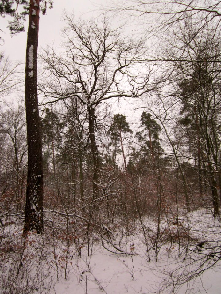 20130117Untere_Lusshart03