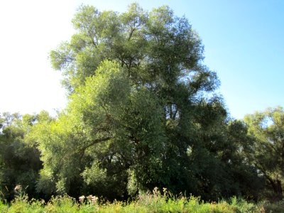 20120906Silberweiden_Altlussheim3