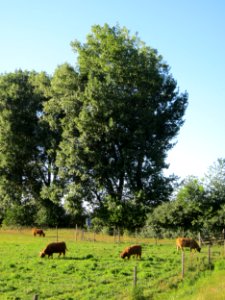 20120907Kuehe_Silz2