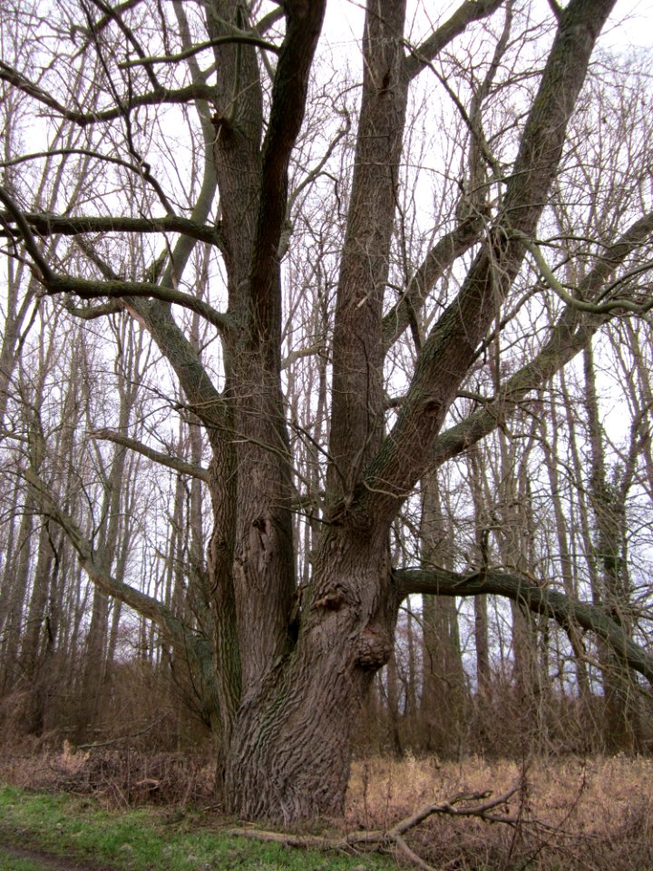 20130130Populus_x_canadensis
