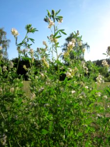 20120906Medicago_×_varia8