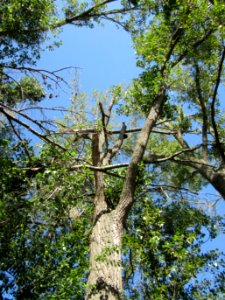 20120906Pappel_Rheinhausen5