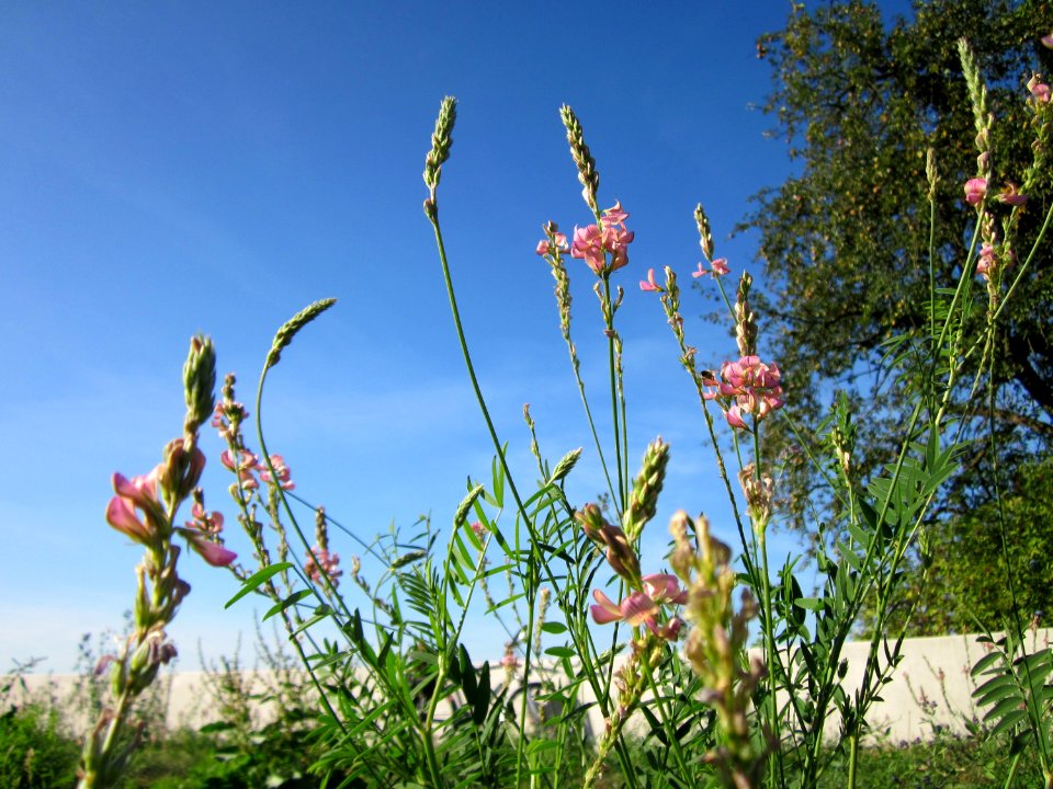 20120906Saat-Esparsette_Altlussheim2