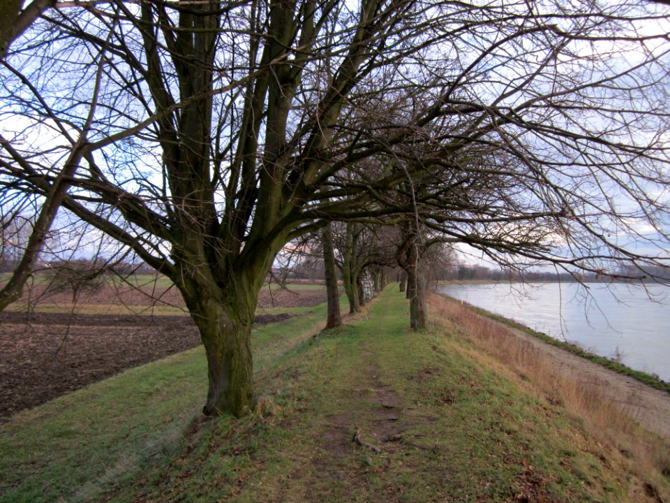 20130207Rheindamm_Altlussheim05