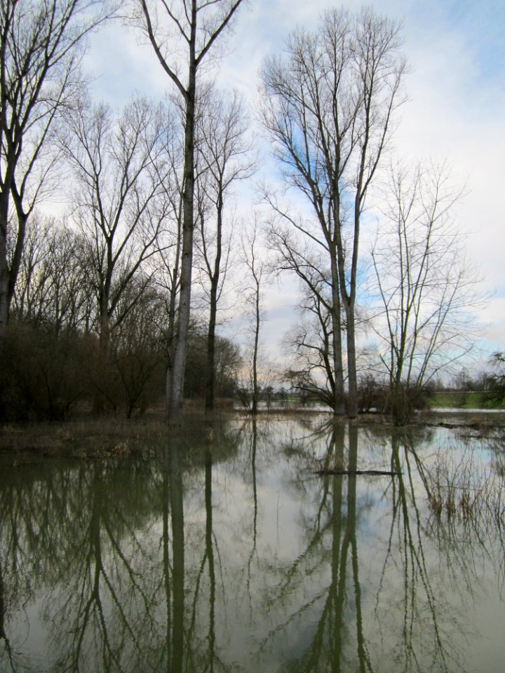 20130207Rheinwald_Altlussheim1