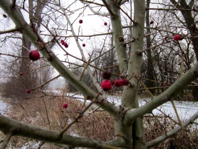 20130116Hockenheimer_Rheinbogen15