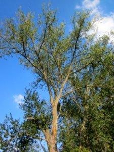 20120904Populus_x_canadensis1