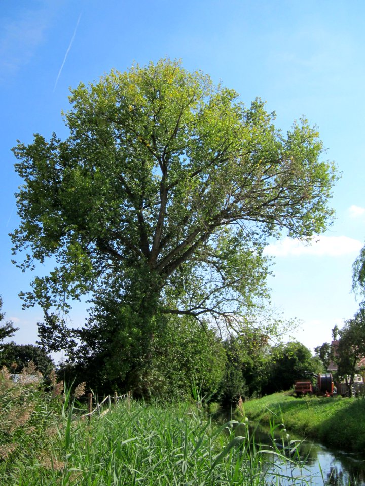 20120904Populus_x_canadensis6