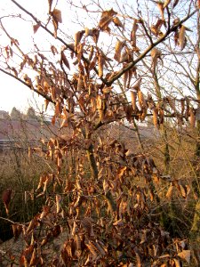 20130303Hainbuche_Neulussheim2