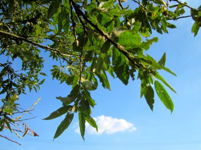 20120904Salix_alba02