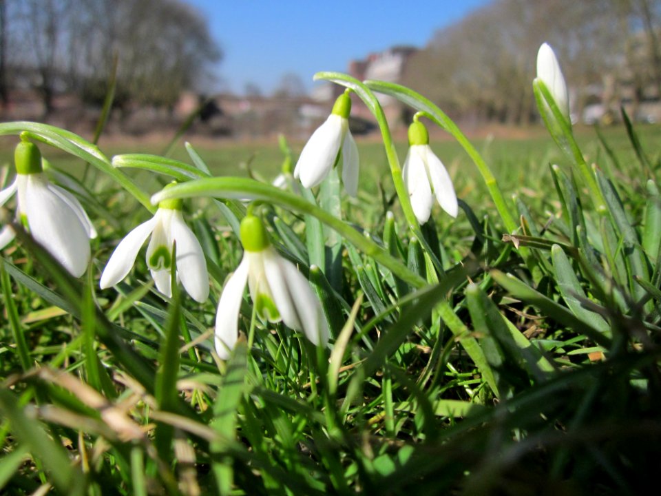 20130305Galanthus_nivalis3