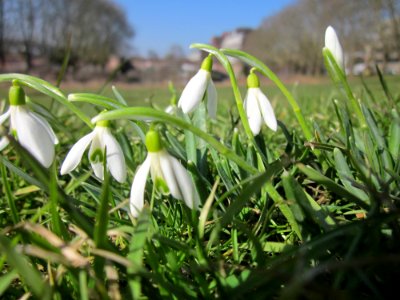 20130305Galanthus_nivalis3