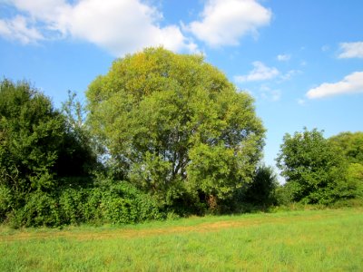 20120904Salix_alba04