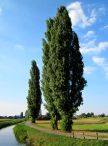 20120904Pappeln_Hockenheim