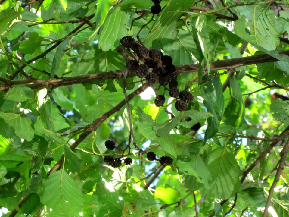 20120904Alnus_glutinosa07