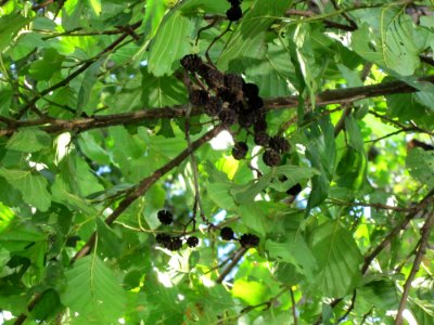 20120904Alnus_glutinosa07