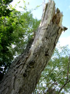 20120903Salix_alba4