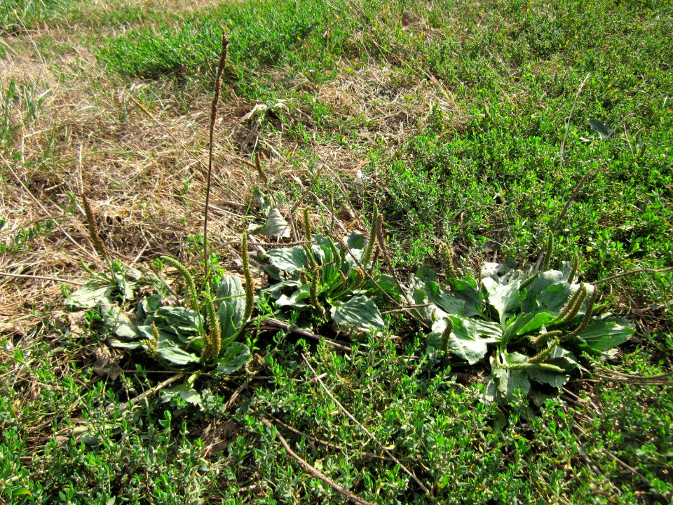 20120903Plantago_major1