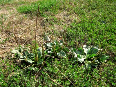 20120903Plantago_major1