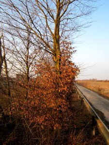 20130303Hainbuche_Neulussheim1