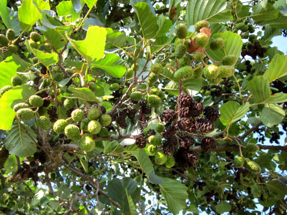 20120904Alnus_glutinosa09