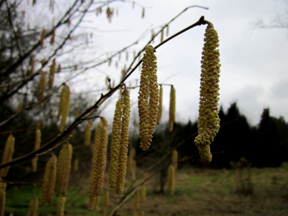 20130217Haselnuss_Tierfriedhof_Saarbruecken1