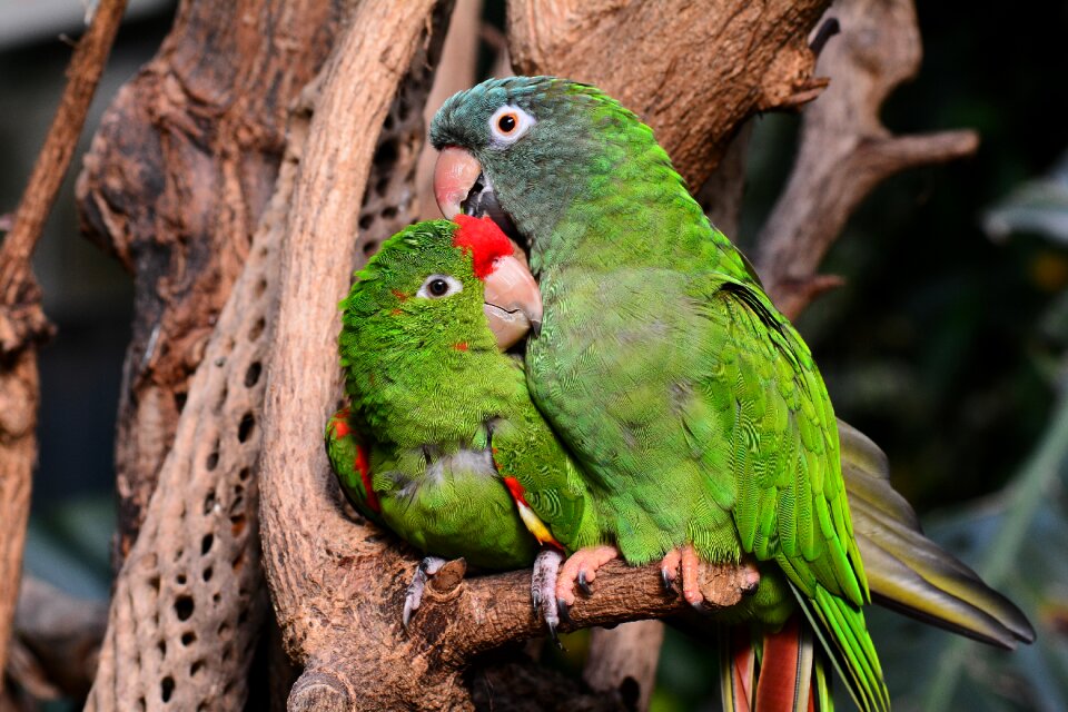 Lovebirds bird animal