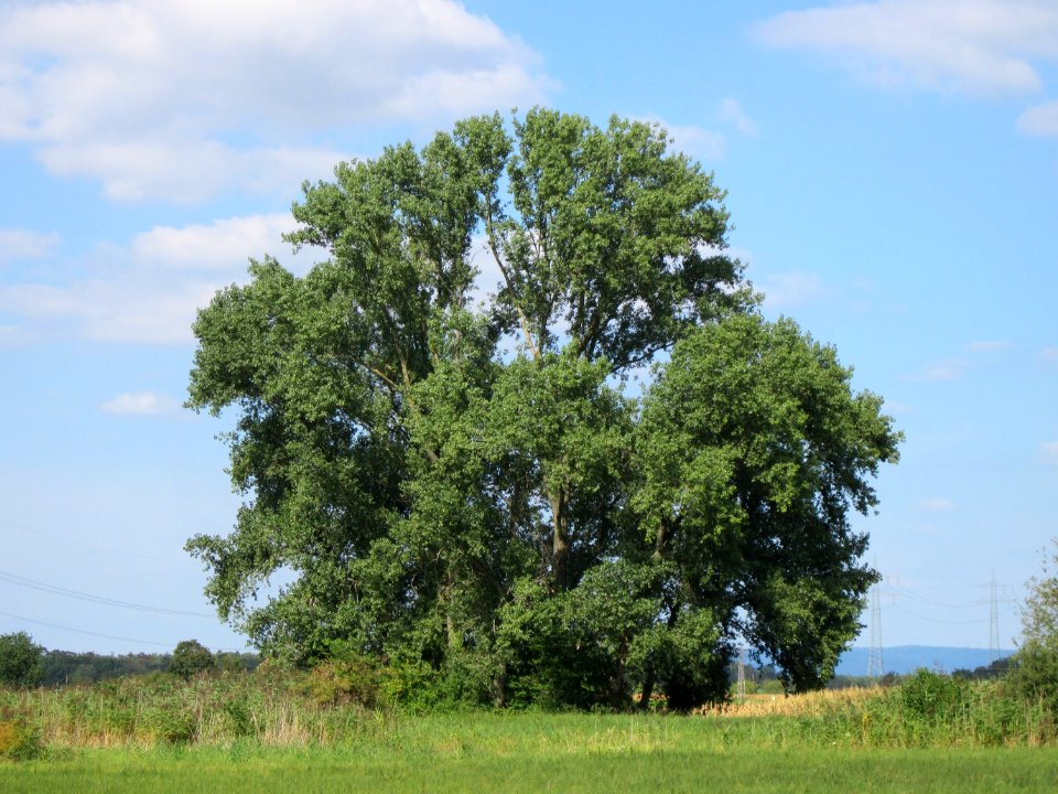20120903Populus_x_canadensis07