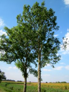 20120904Fraxinus_excelsior2