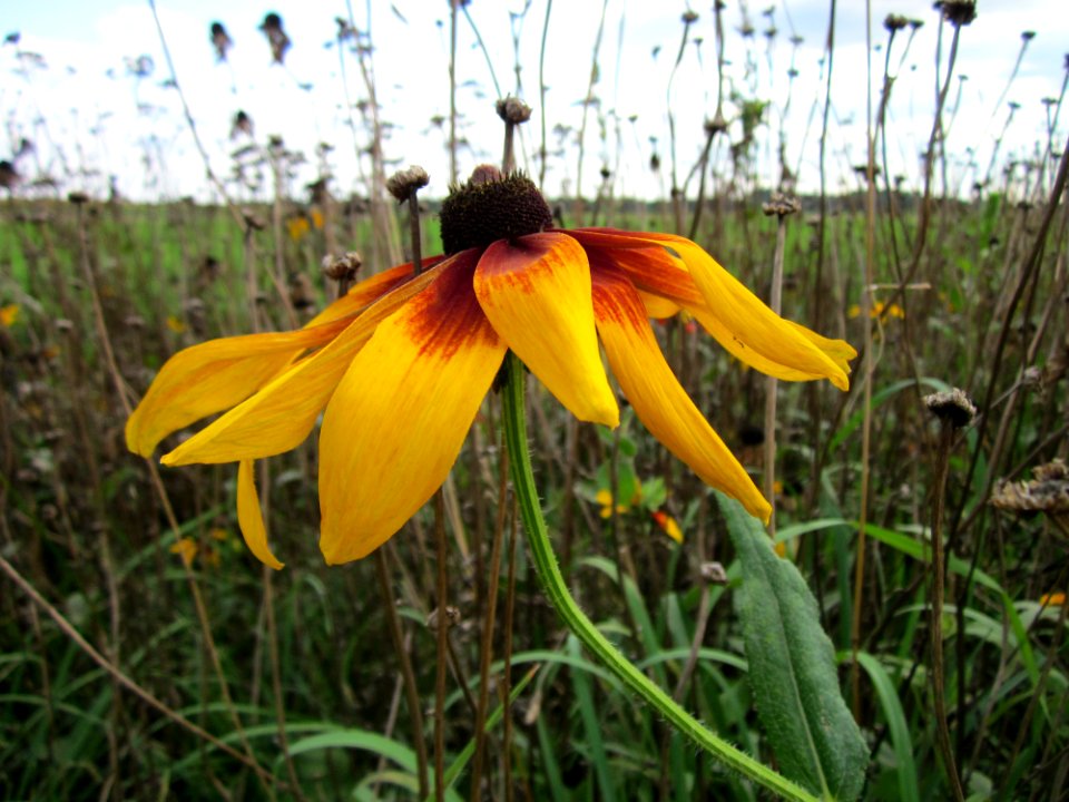 20120902Rudbeckia_hirta01