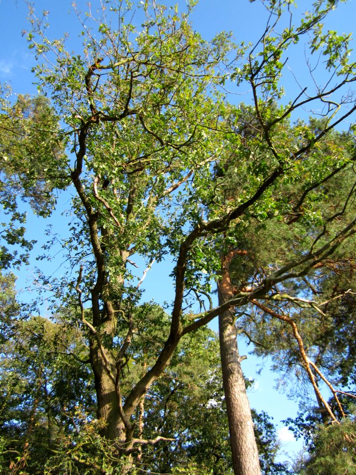 20120902Eiche_Reilingen4