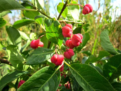 20120902Euonymus_europaeus04