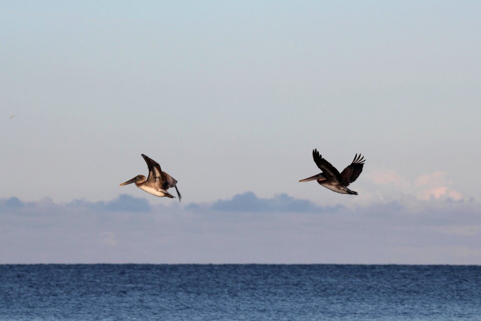 Pelikan nature sea