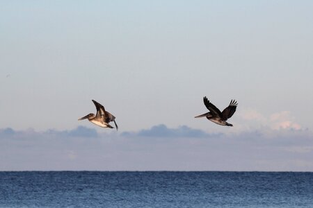 Pelikan nature sea photo