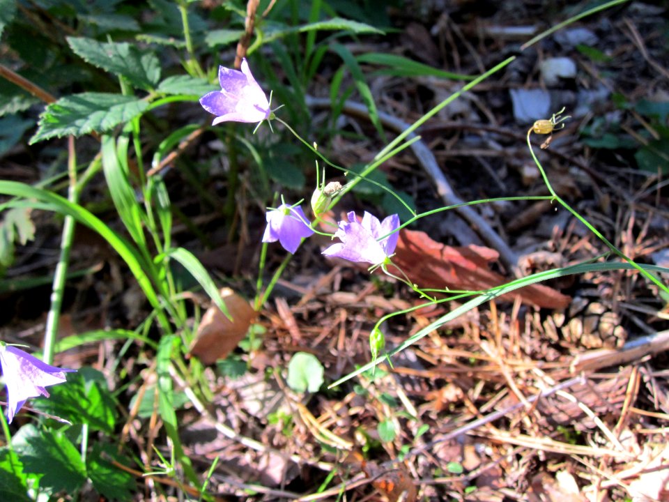 20120902Glockenblume_Walldorf2