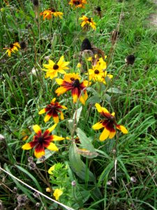 20120902Rudbeckia_hirta11