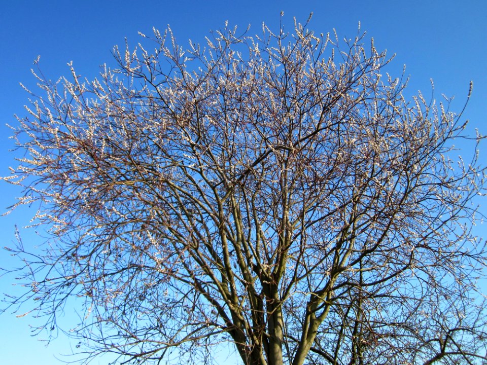 20130210Salweide_Rhein1