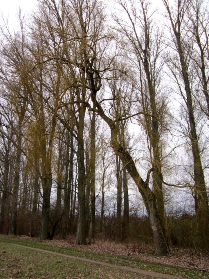 20130130Rhein_Altlussheim2