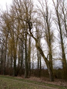 20130130Rhein_Altlussheim2