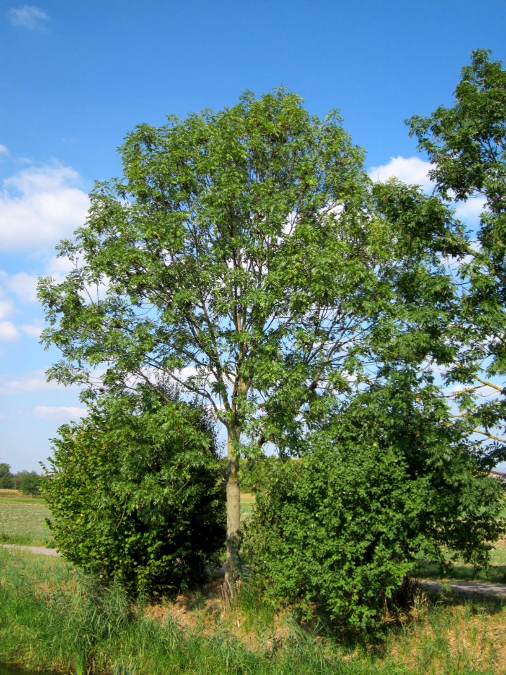 20120904Fraxinus_excelsior6