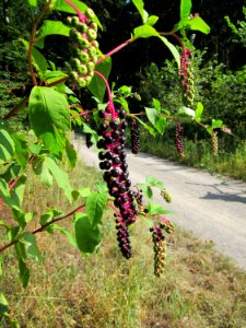 20120903Kermesbeere_St_Leon-Rot3