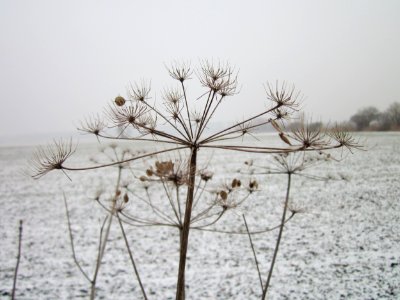 20130116Hockenheimer_Rheinbogen12