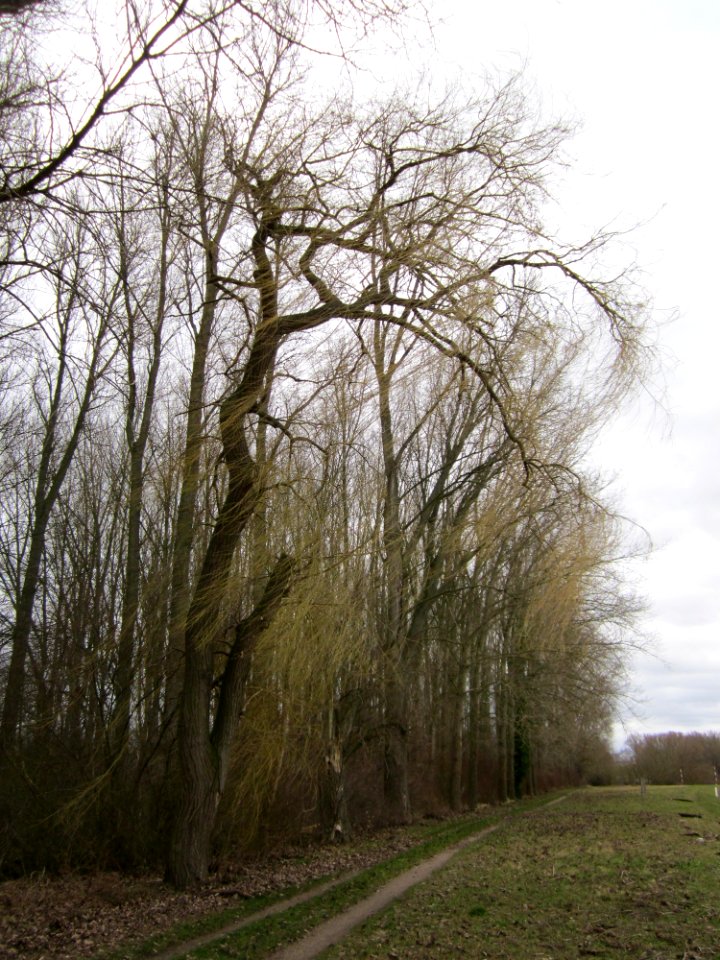 20130130Rhein_Altlussheim4