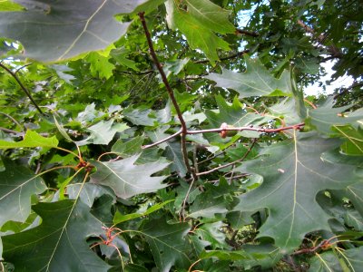 20120807Roteiche_Saar_Saarbruecken4