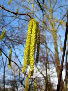 20130131Haselnuss_Hockenheim03