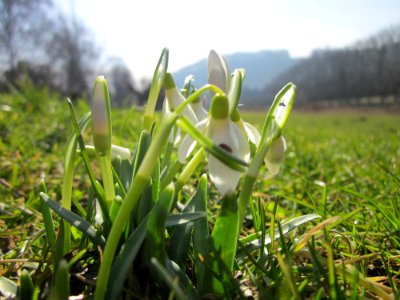 20130305Galanthus_nivalis1