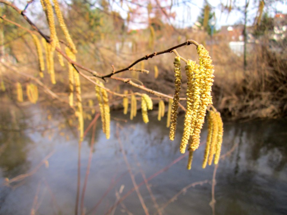 20130131Haselnuss_Hockenheim06