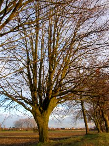 20130207Rheindamm_Altlussheim08